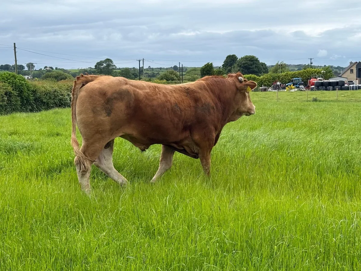 Pbr limousin bull - Image 2