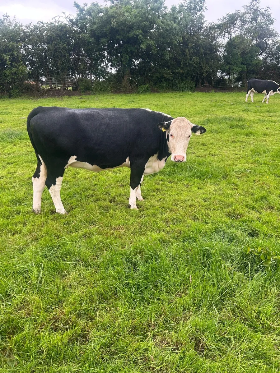 Springing heifers - Image 1