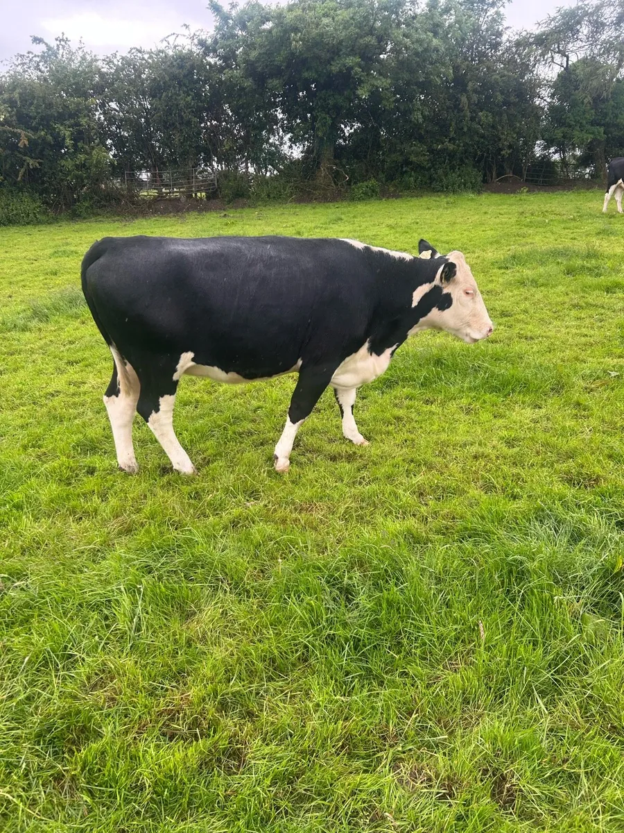 Springing heifers - Image 3