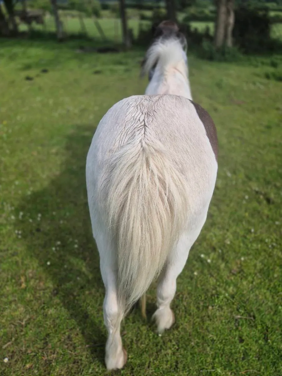 Kids pony for sale - Image 2