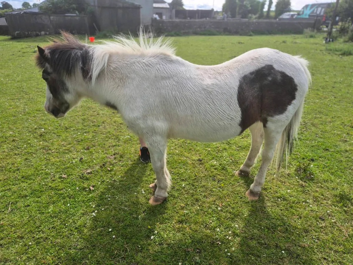 Kids pony for sale - Image 3