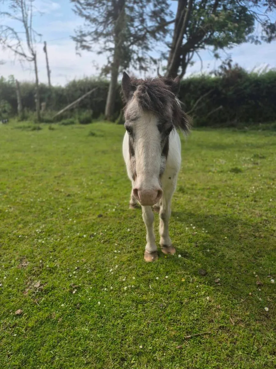 Kids pony for sale - Image 4