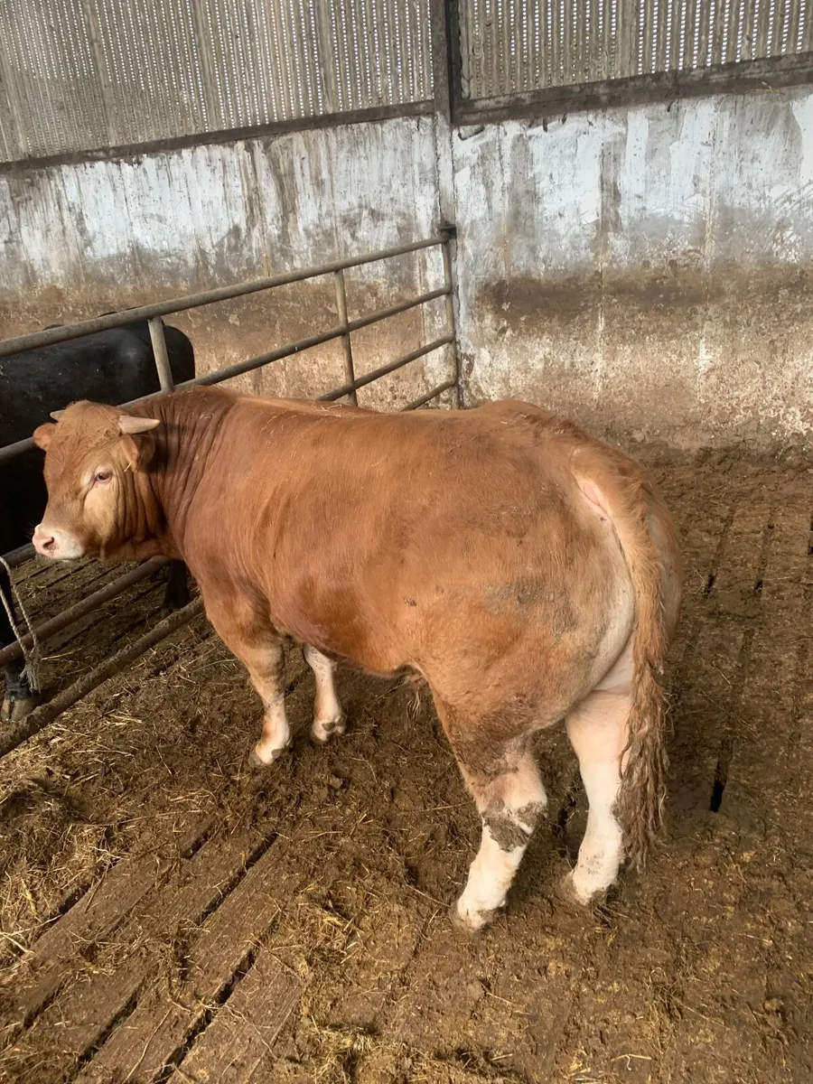 Limousine bull - Image 2