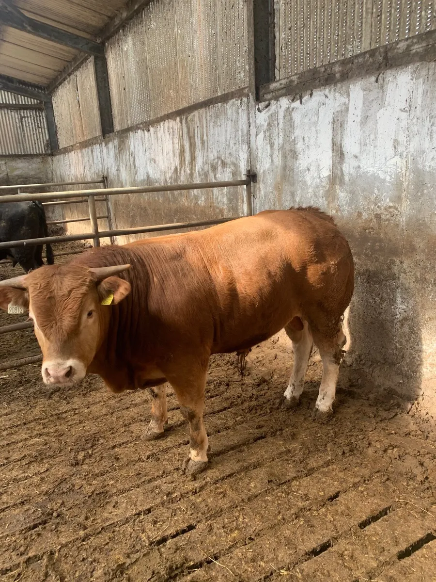 Limousine bull - Image 3