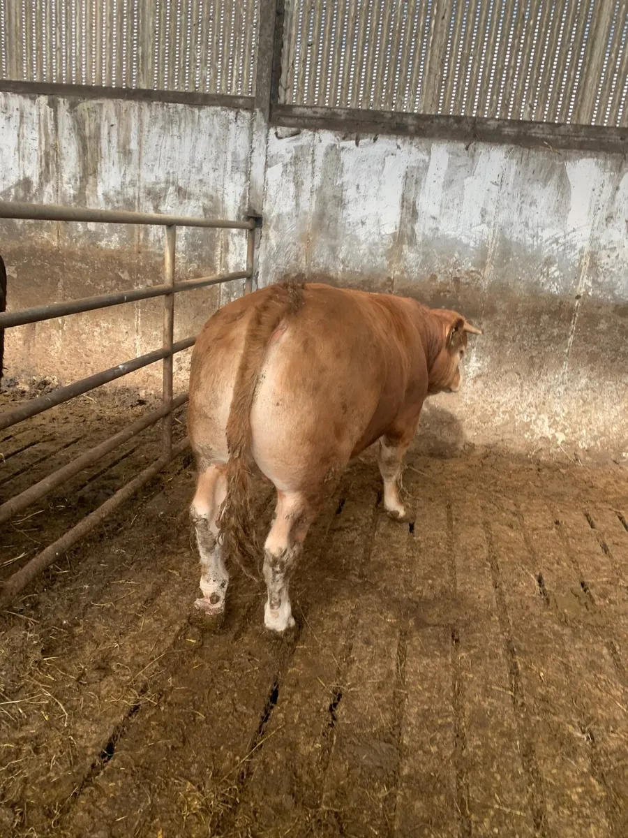 Limousine bull - Image 1