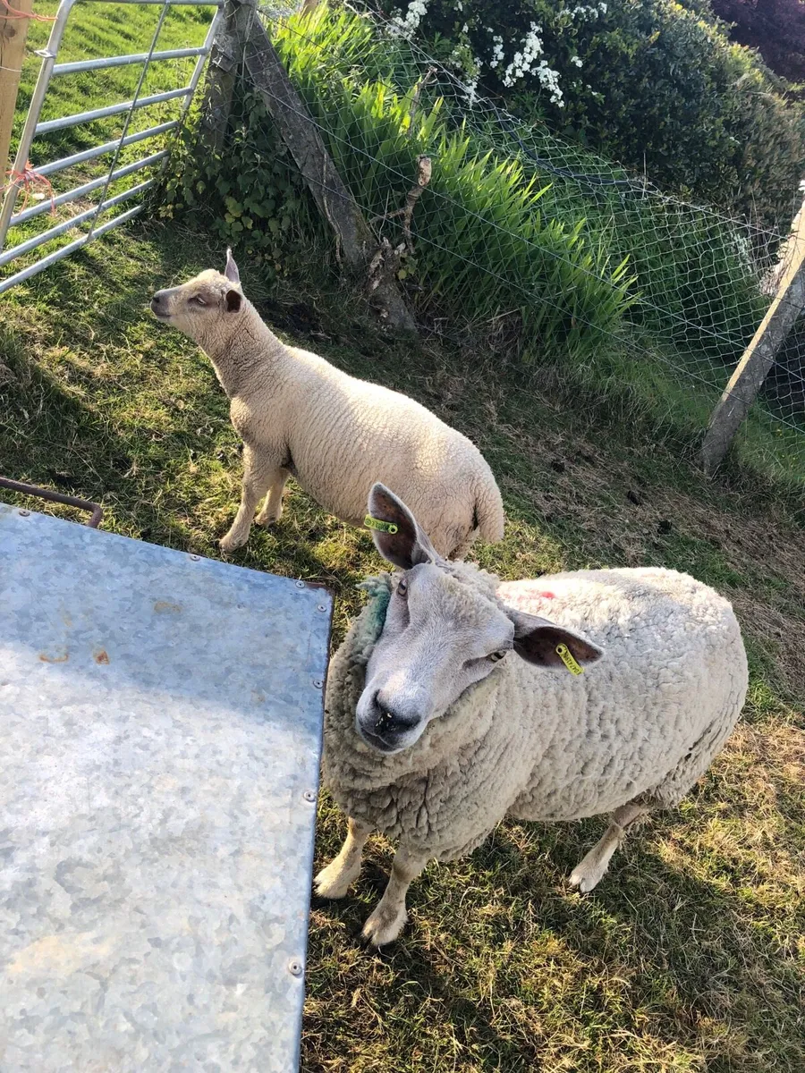 Pb hogget ewes and ewe lambs at foot - Image 1