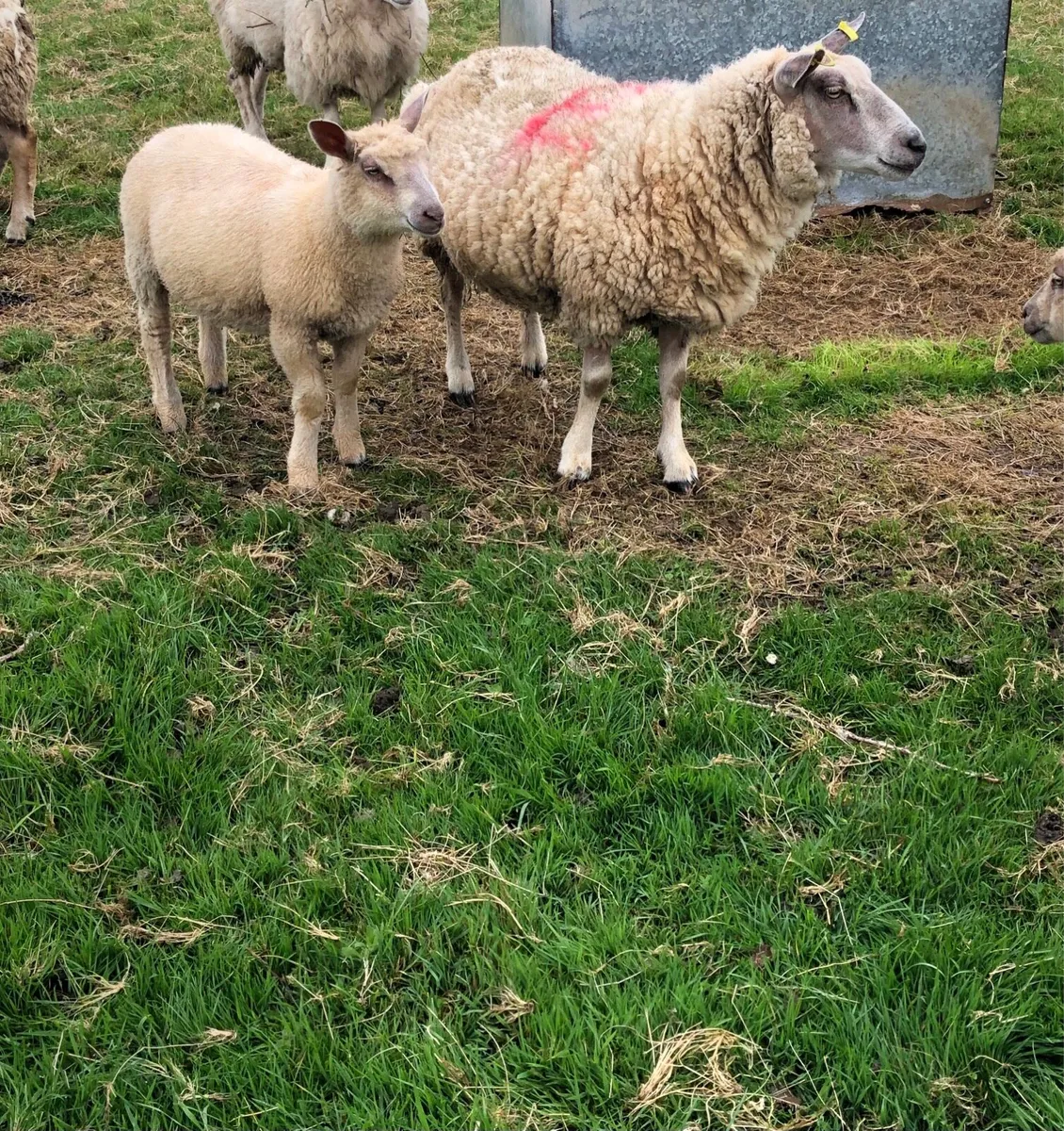 Pb hogget ewes and ewe lambs at foot - Image 2