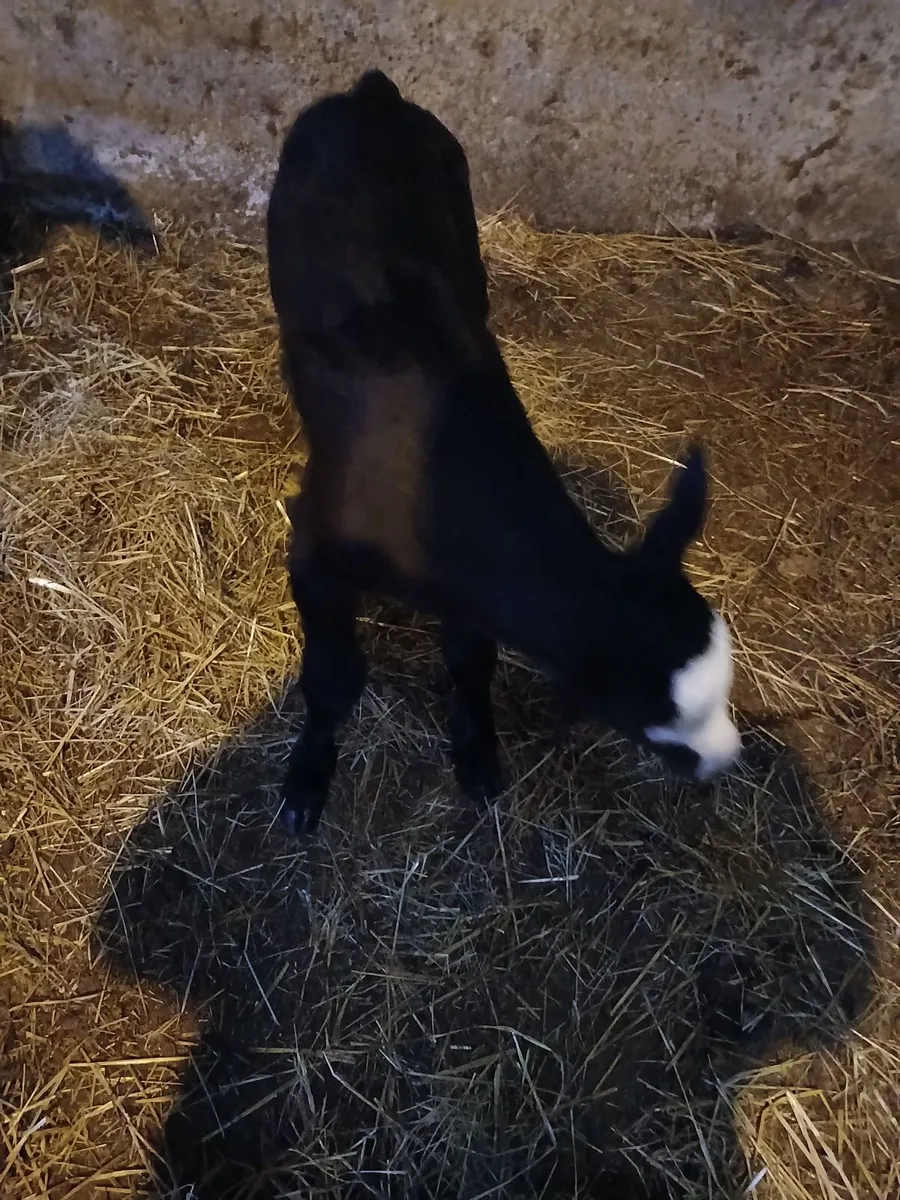 Calf - Image 1