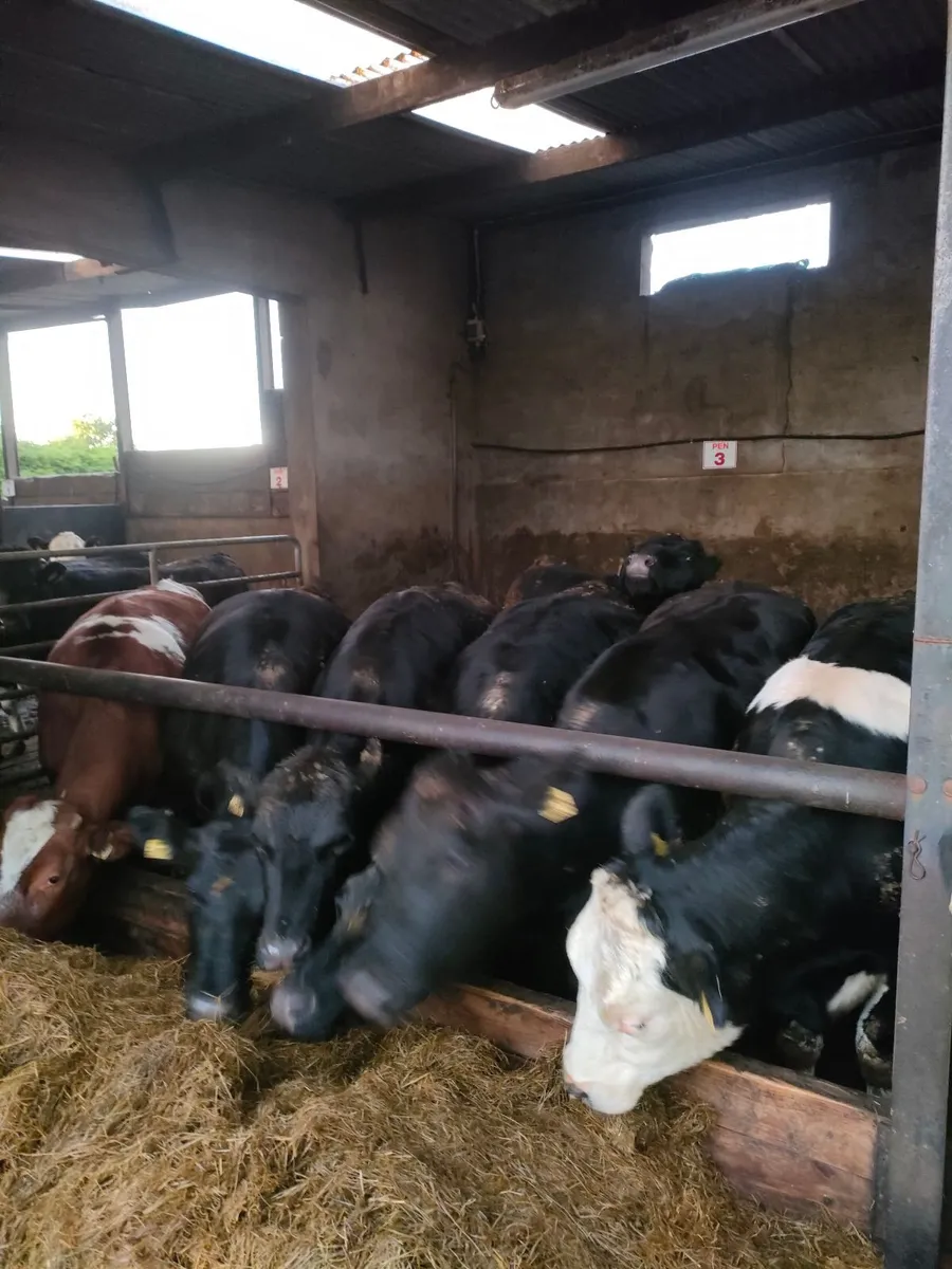 Heifer's - Image 3