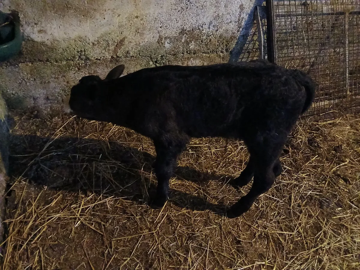 Calf - Image 2
