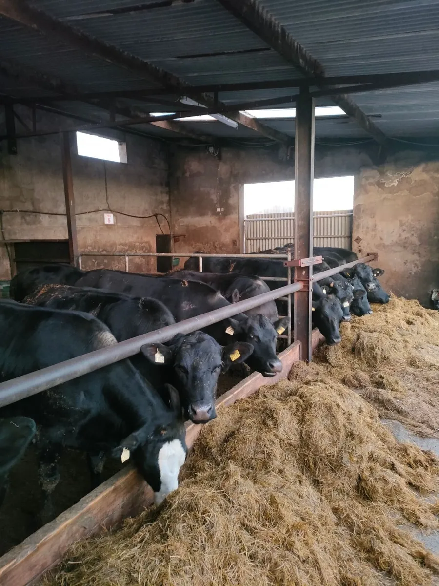 Heifer's - Image 4