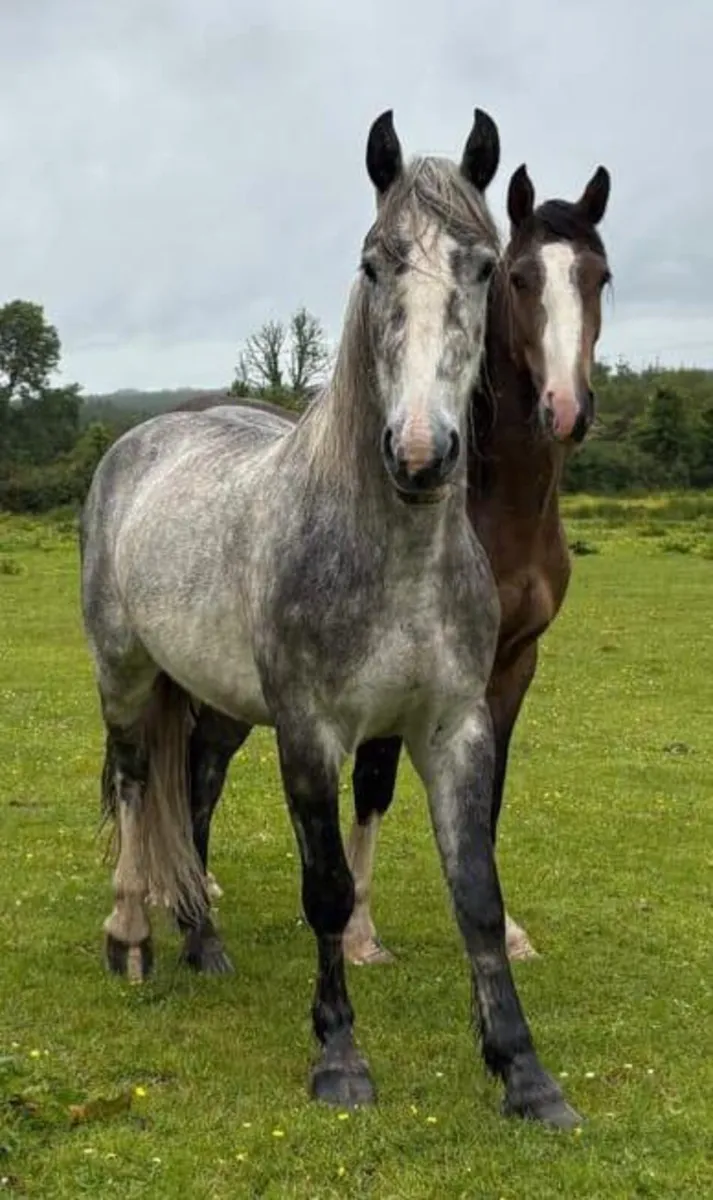 DRAFT X COB GELDINGS - Image 1