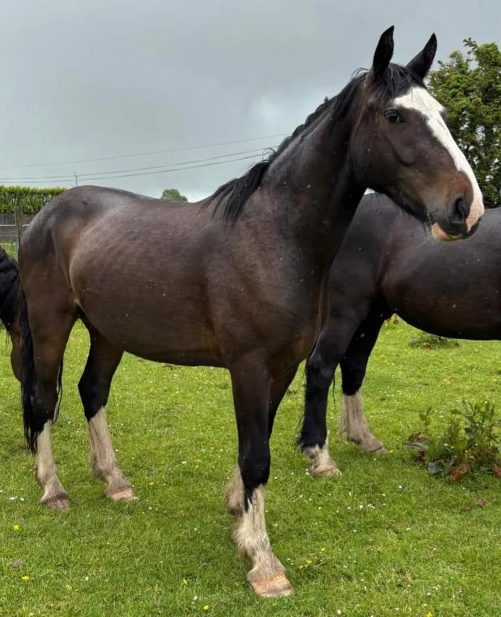 DRAFT X COB GELDINGS - Image 2