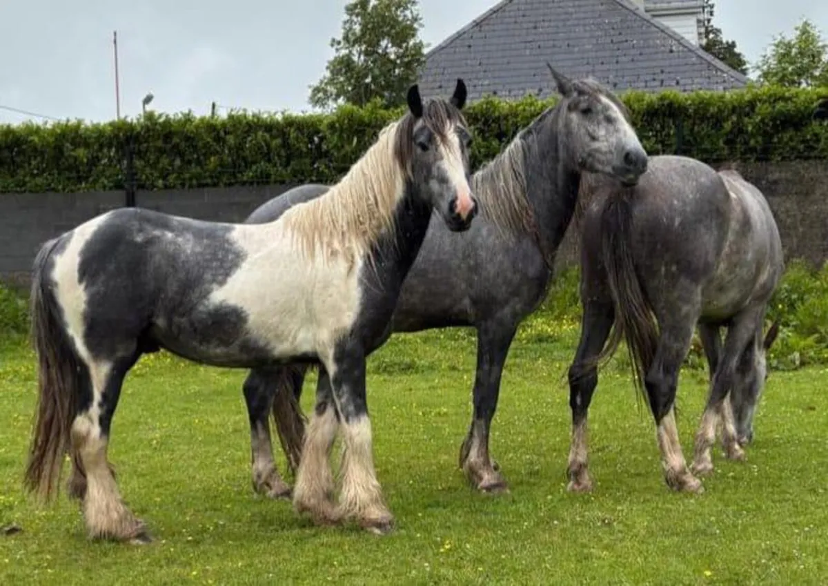 DRAFT X COB GELDINGS - Image 3