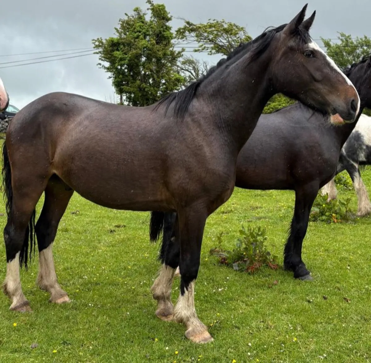 DRAFT X COB GELDINGS - Image 4