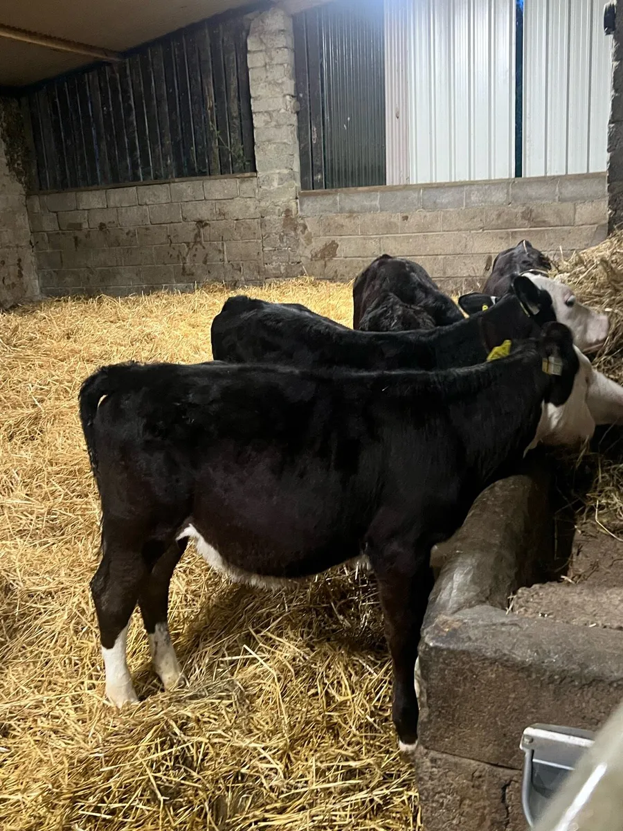 6 HEX Heifer Runners - Image 2