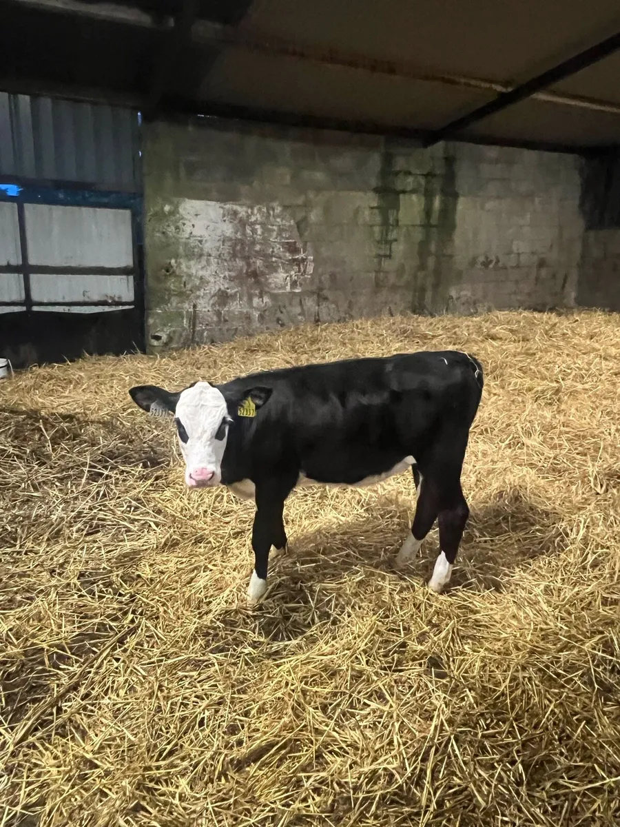 6 HEX Heifer Runners - Image 3