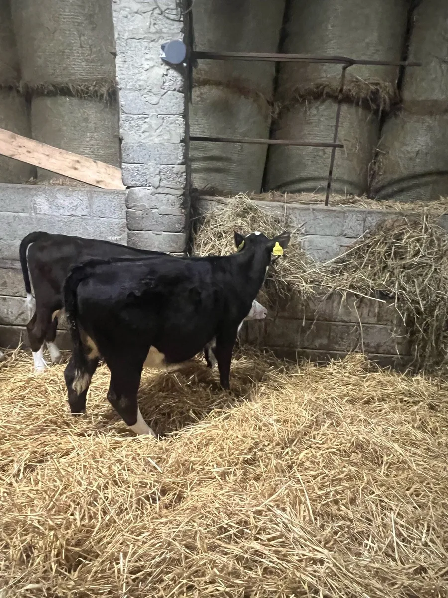 6 HEX Heifer Runners - Image 4