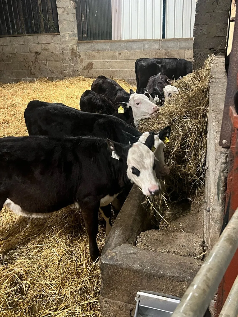 6 HEX Heifer Runners - Image 1