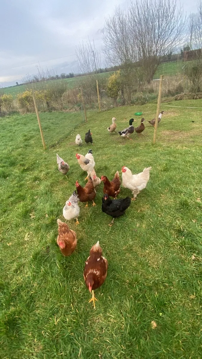Chickens - Image 2