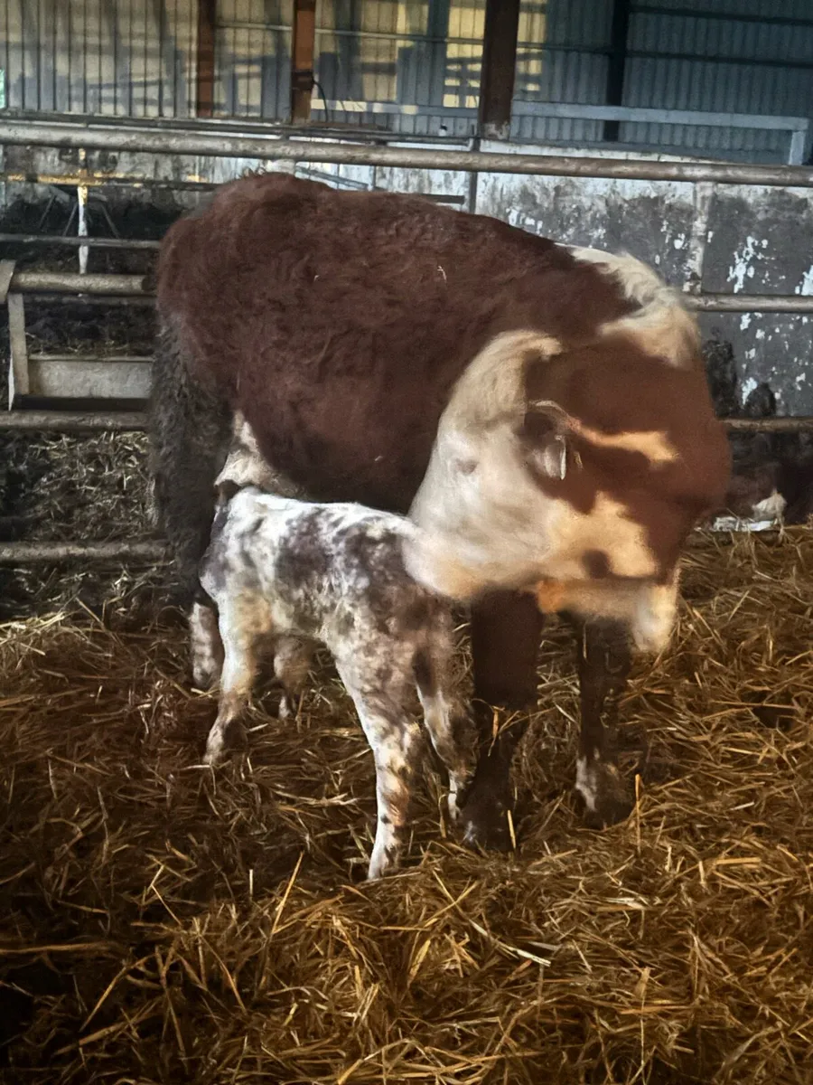 ❌RED HEREFORD CALVED HEIFER ❌ - Image 1