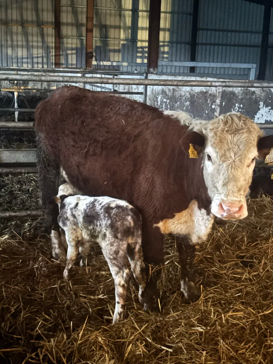 ❌RED HEREFORD CALVED HEIFER ❌ - Image 2
