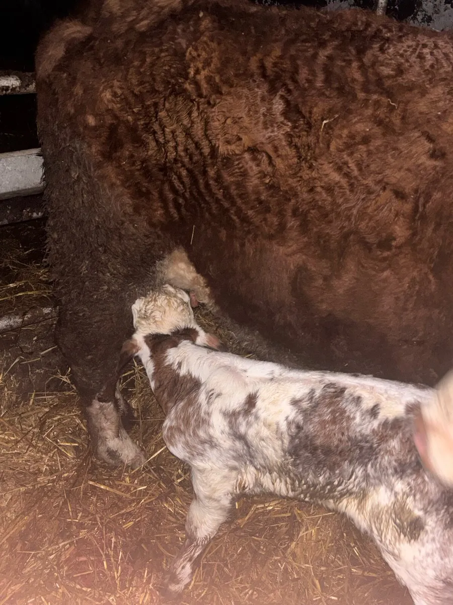 ❌RED HEREFORD CALVED HEIFER ❌ - Image 3