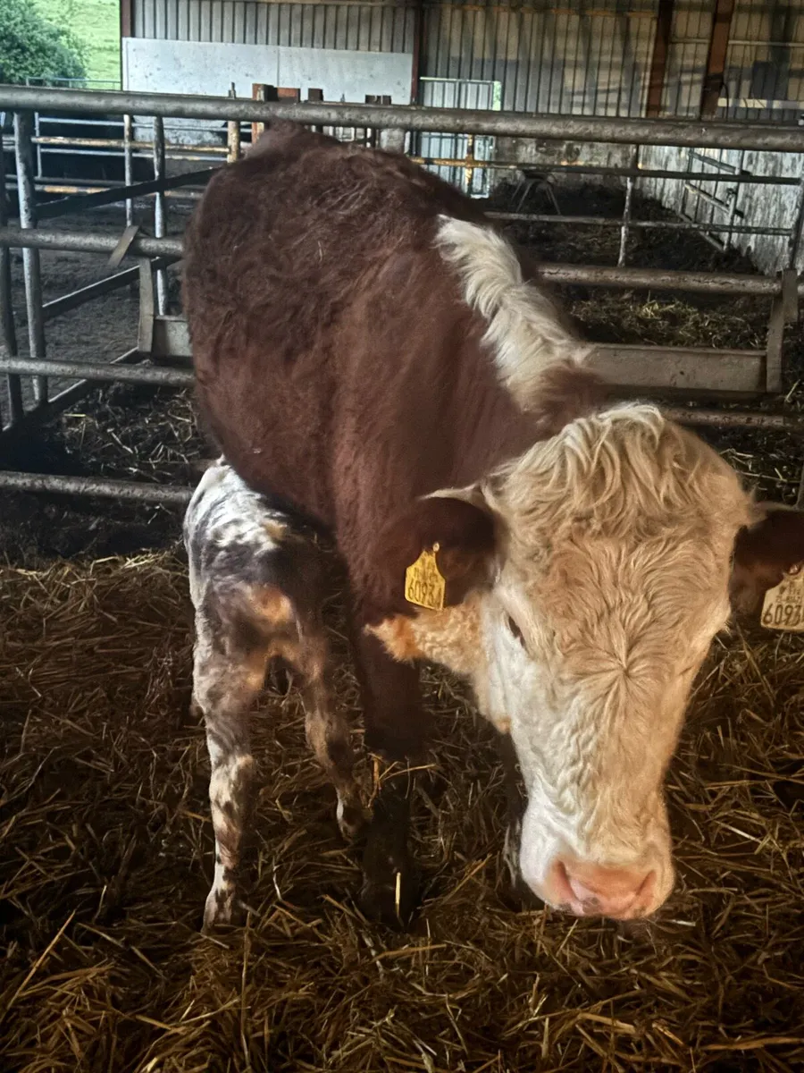 ❌RED HEREFORD CALVED HEIFER ❌ - Image 4