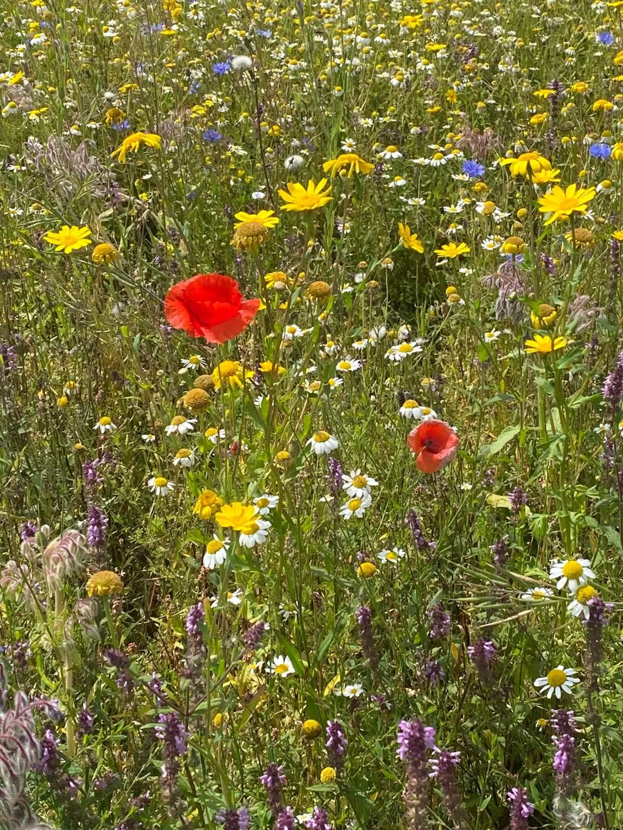 Cornfield Annuals - Image 2