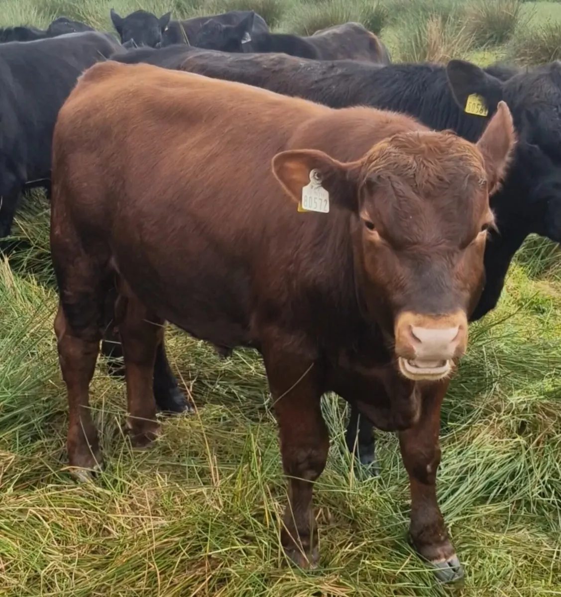 Pedigree Angus Bulls - Image 3