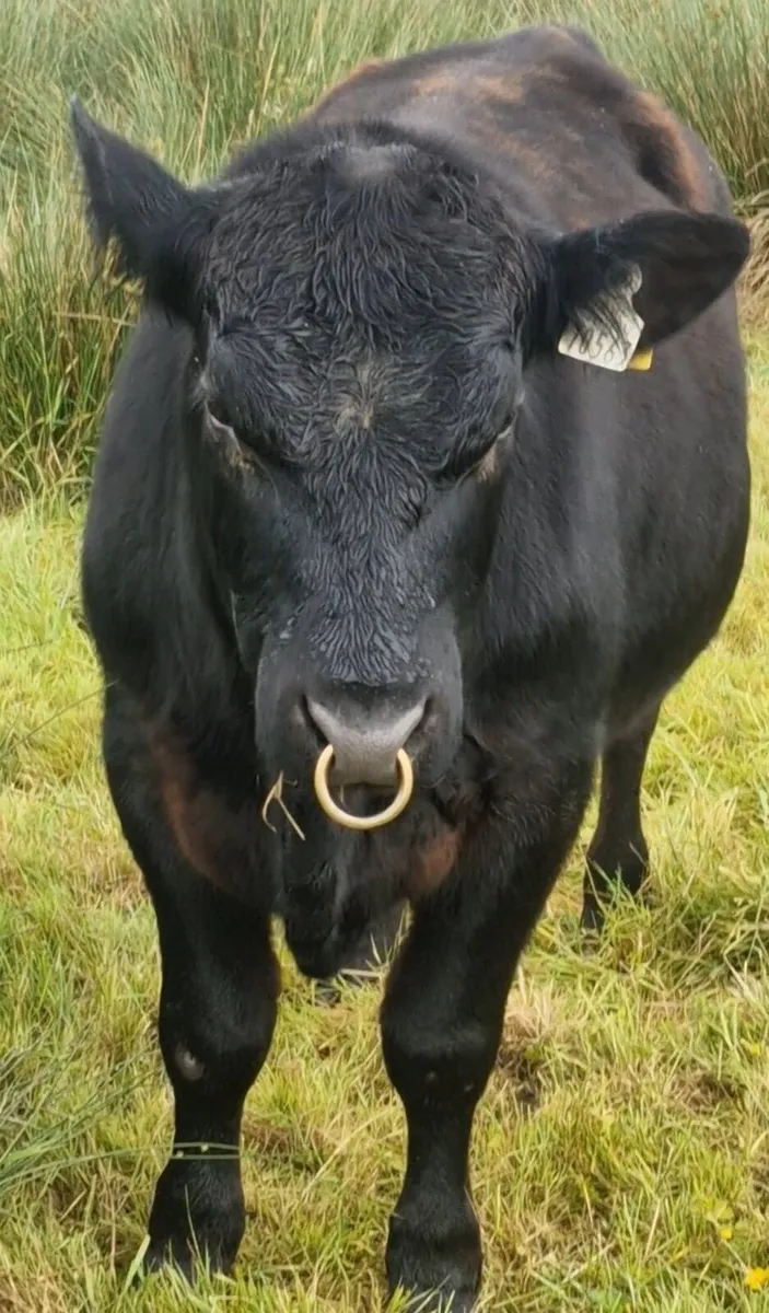 Pedigree Angus Bulls - Image 1