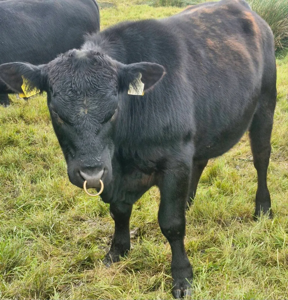 Pedigree Angus Bulls - Image 2