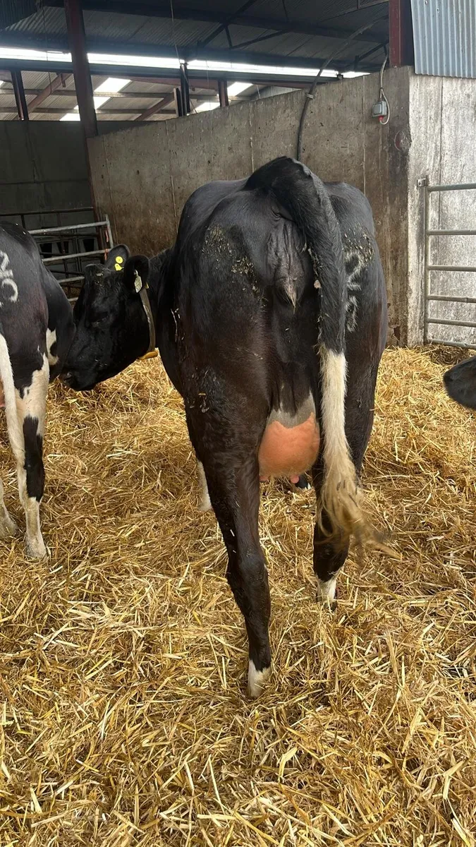 3 Pedigree Friesian Heifers3 Pedigree Friesian Hei - Image 3