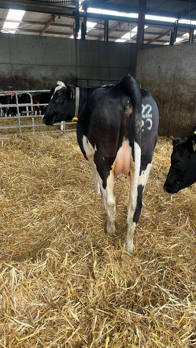 3 Pedigree Friesian Heifers3 Pedigree Friesian Hei - Image 4