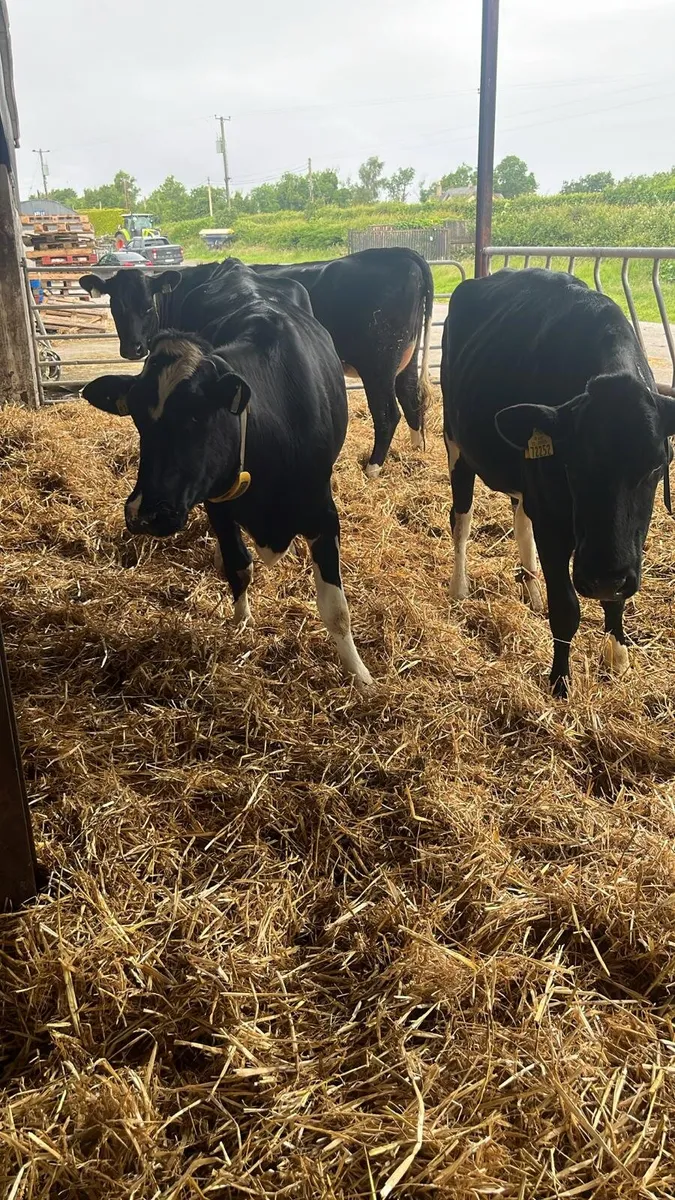 3 Pedigree Friesian Heifers3 Pedigree Friesian Hei - Image 1