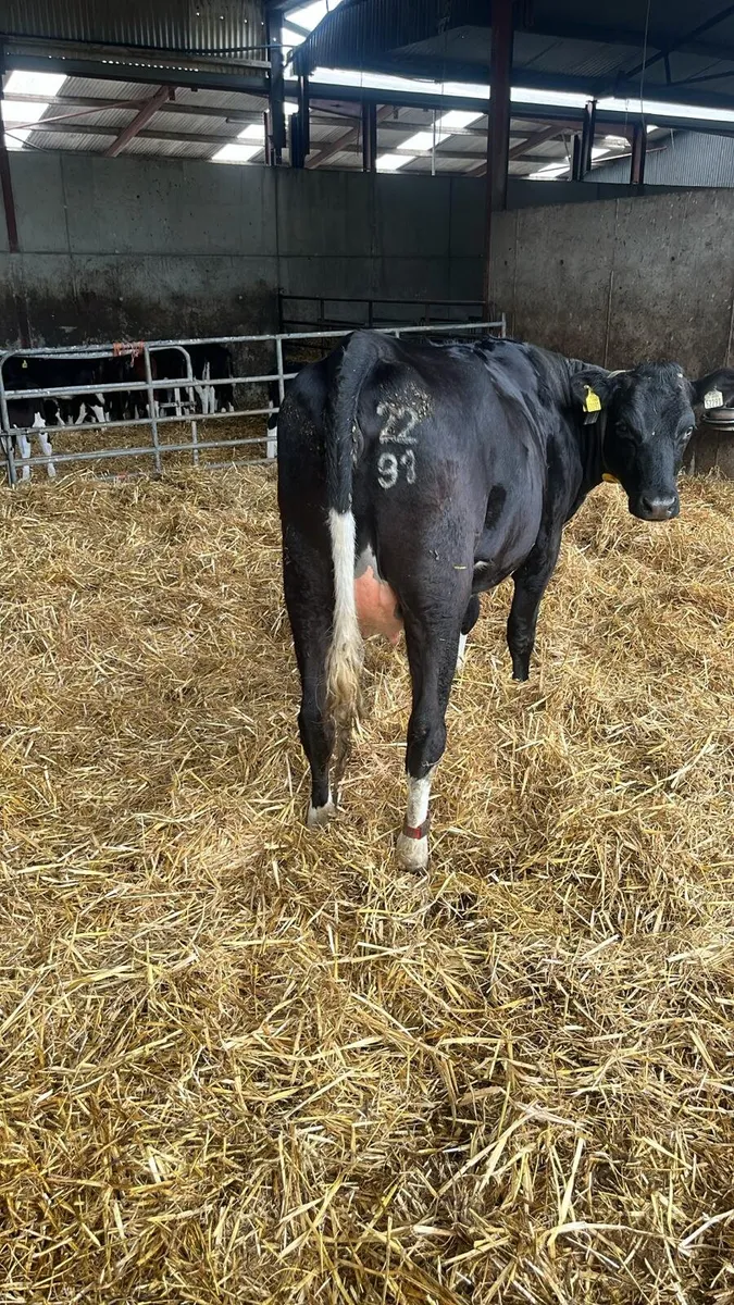 3 Pedigree Friesian Heifers3 Pedigree Friesian Hei - Image 2