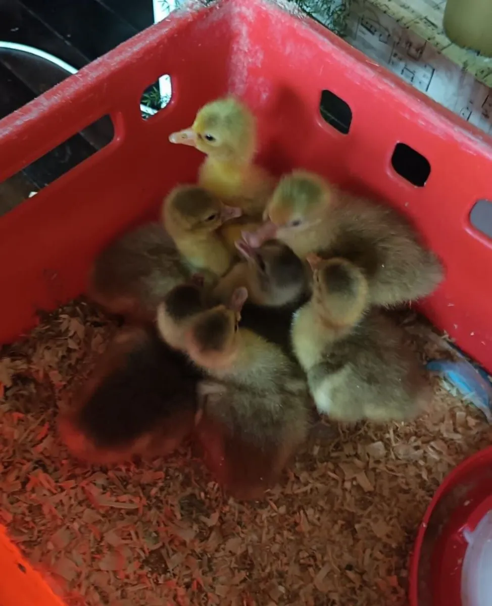 Goslings - Image 2