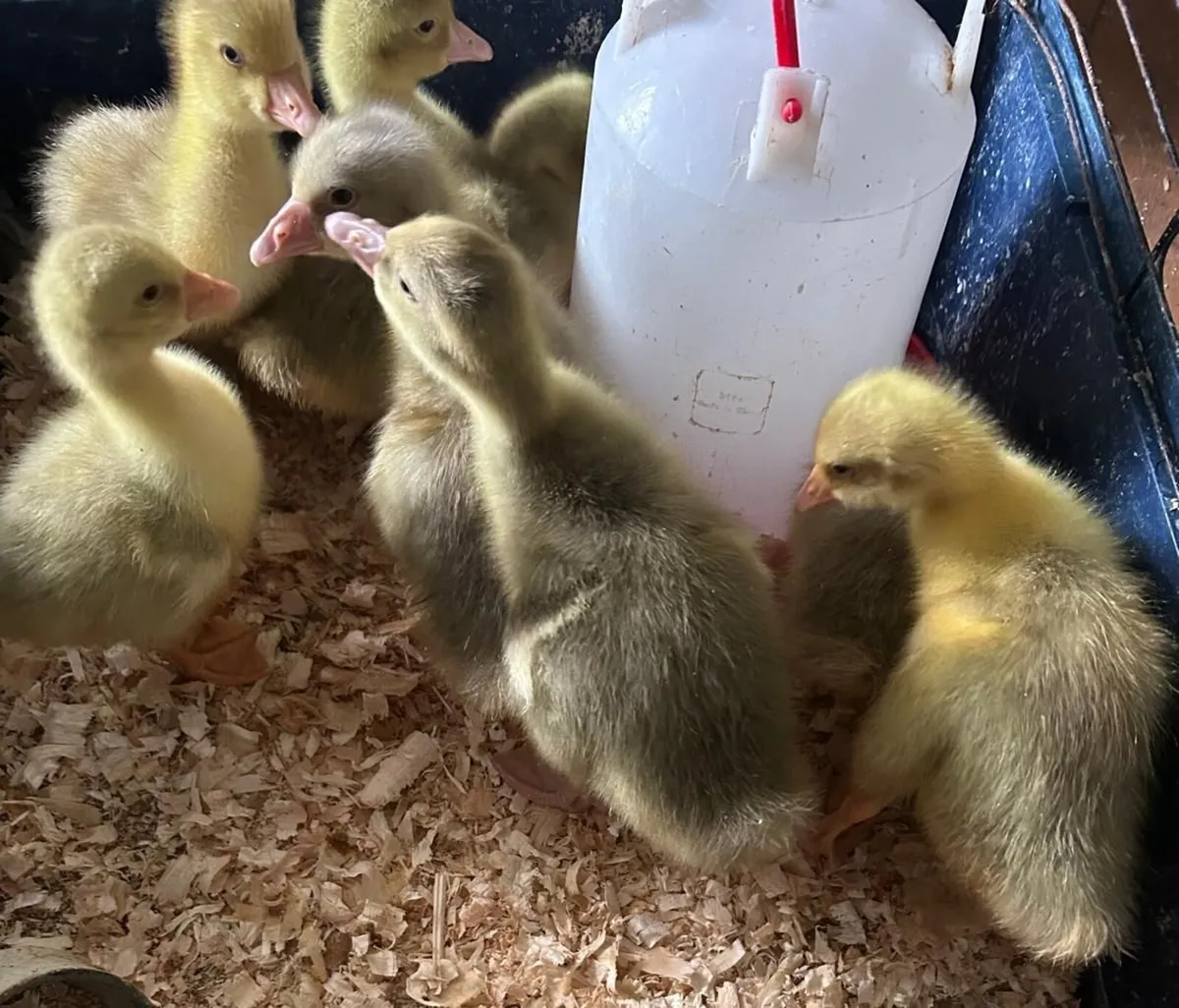 Goslings - Image 1
