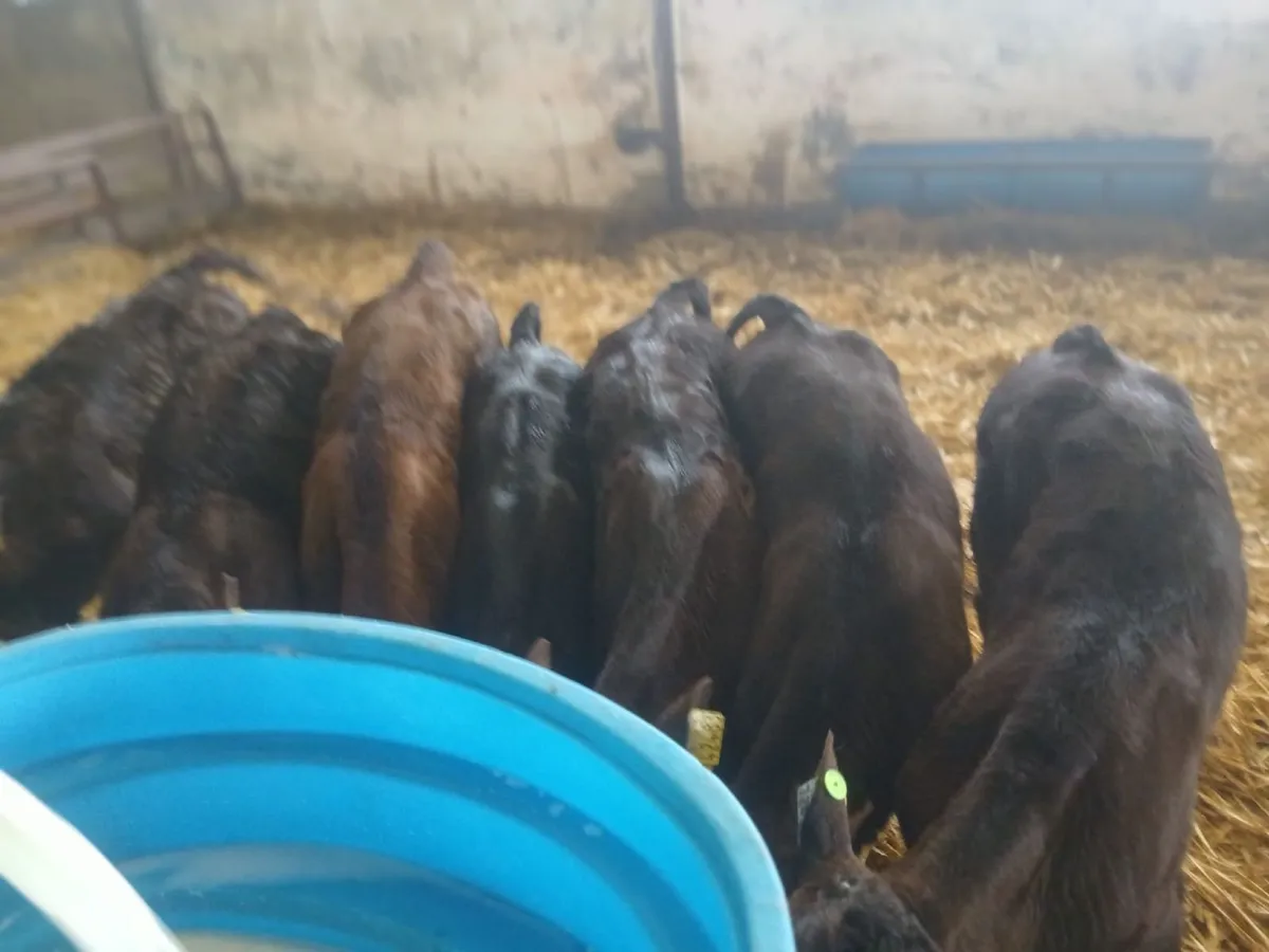 Calves - Image 1