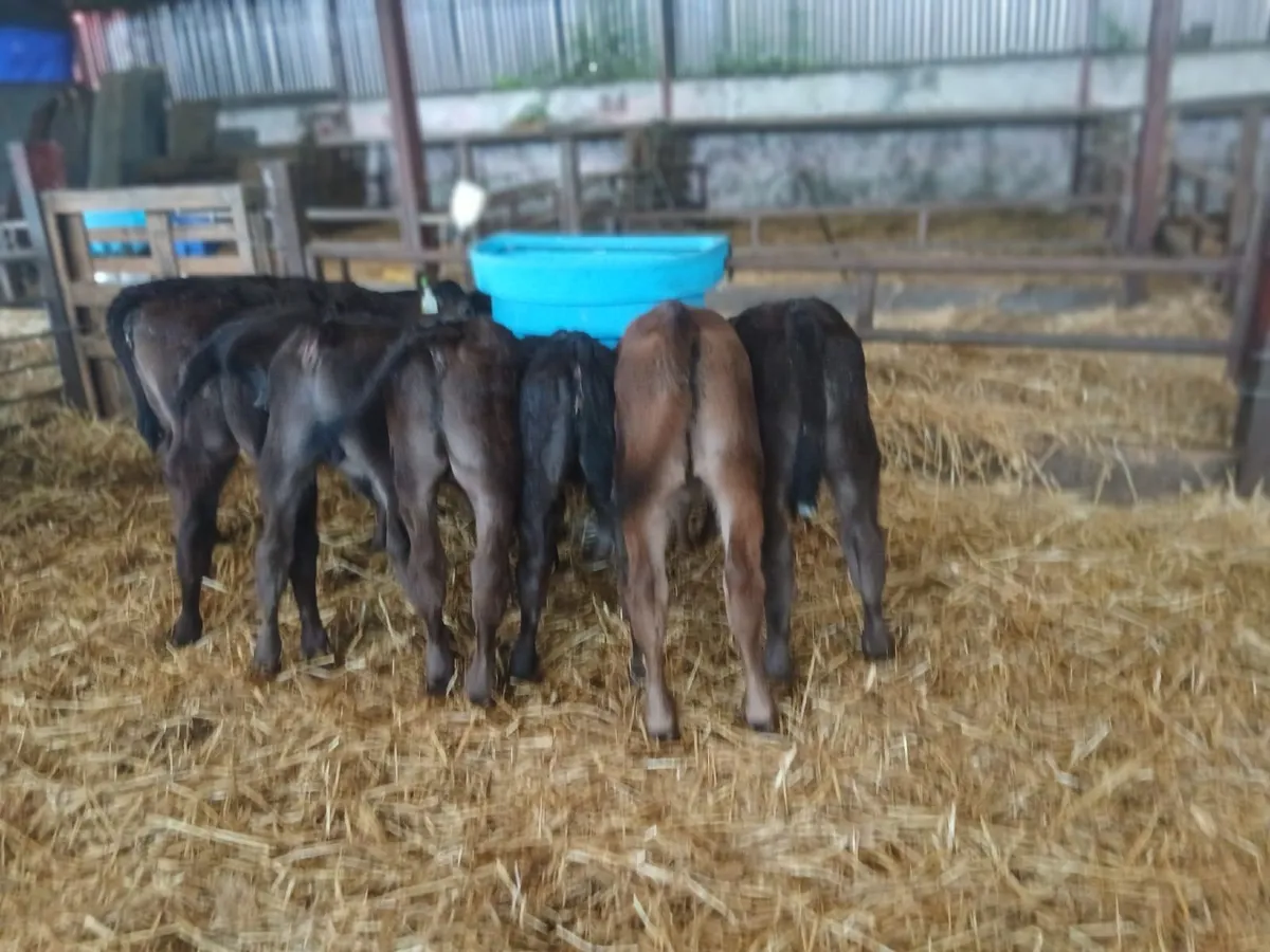Calves - Image 2
