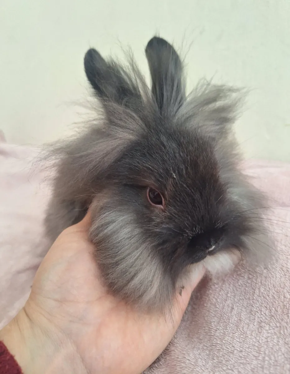 Rabbit