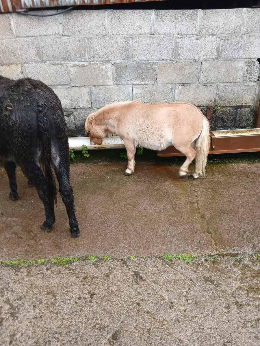 Fallabella colt 4yo  26inches - Image 1