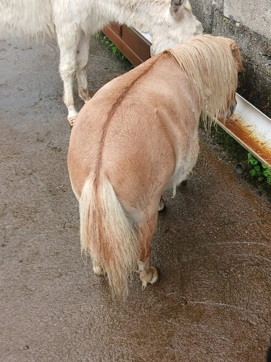 Fallabella colt 4yo  26inches - Image 4