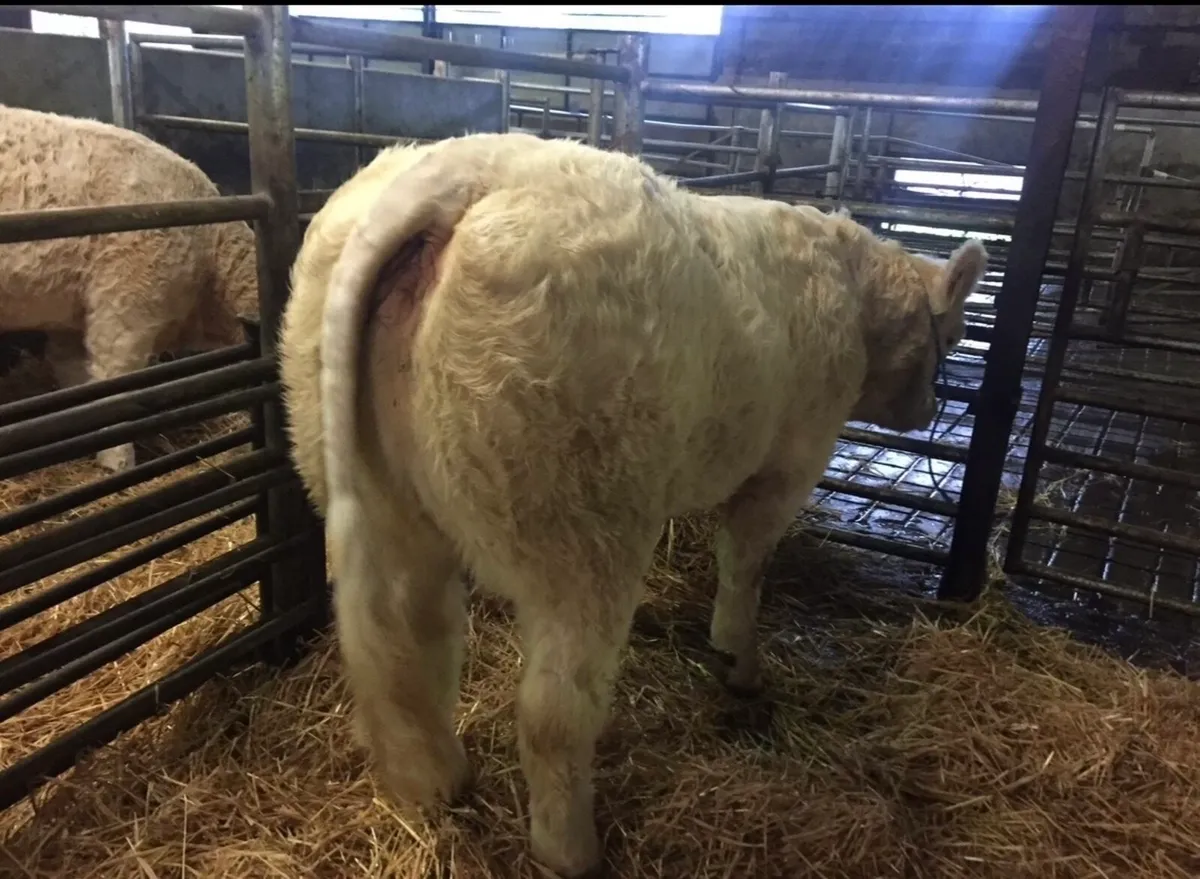 CH Bull (SCEP & E Calver) - Image 4