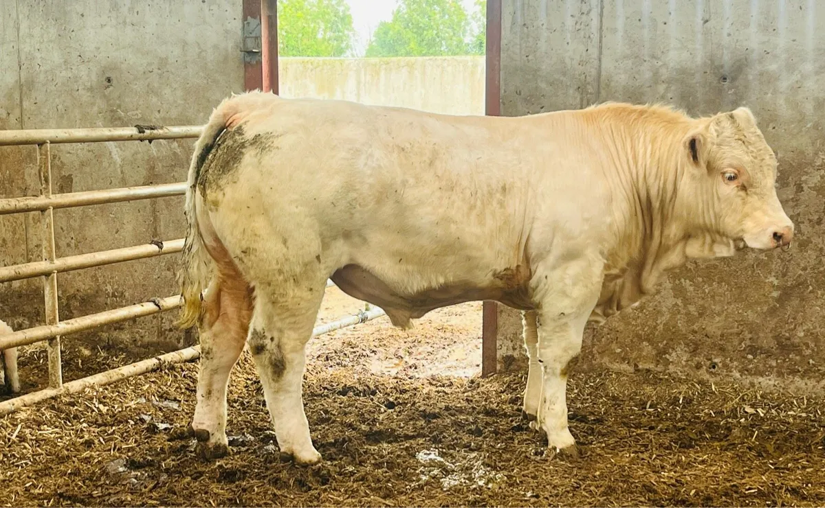 CH Bull (SCEP & E Calver) - Image 1