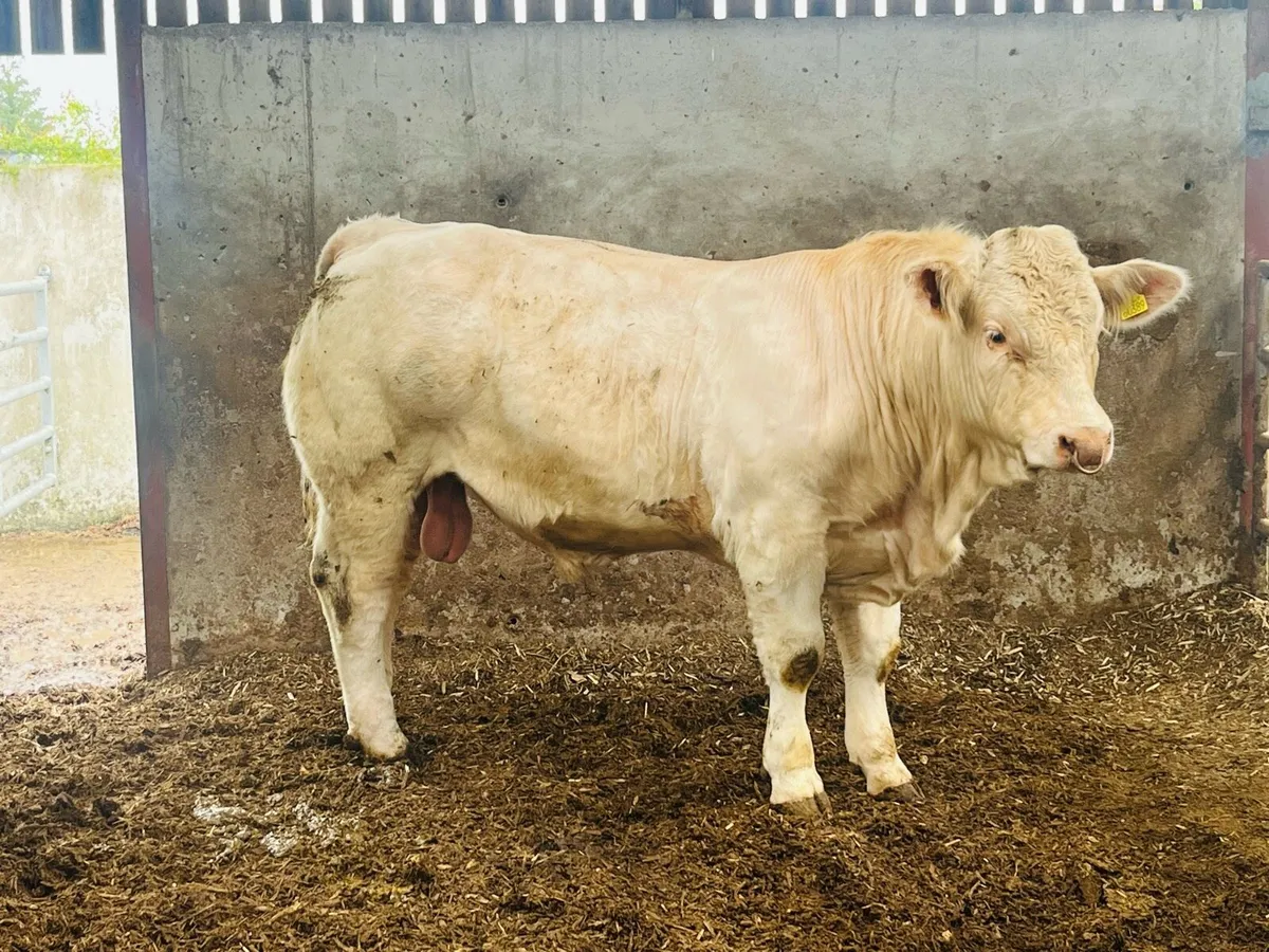 CH Bull (SCEP & E Calver) - Image 2