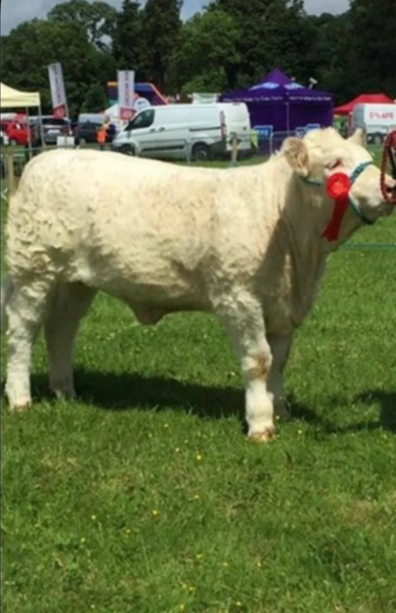 CH Bull (SCEP & E Calver) - Image 3