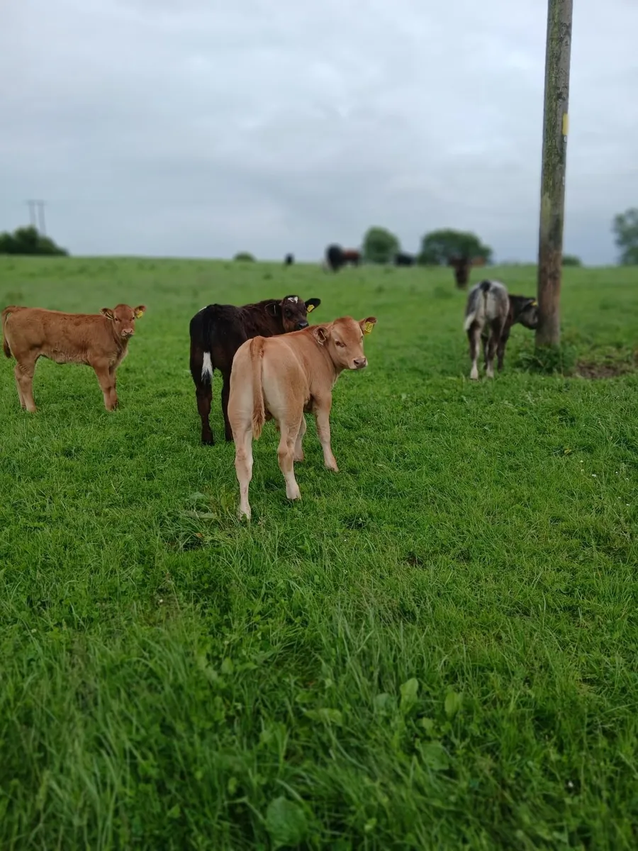 Livestock - Image 2