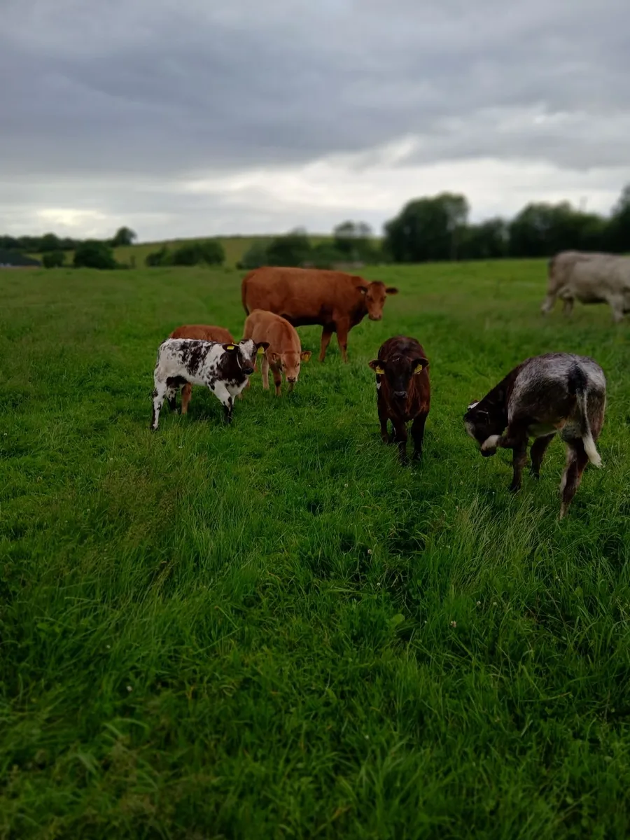 Livestock - Image 1