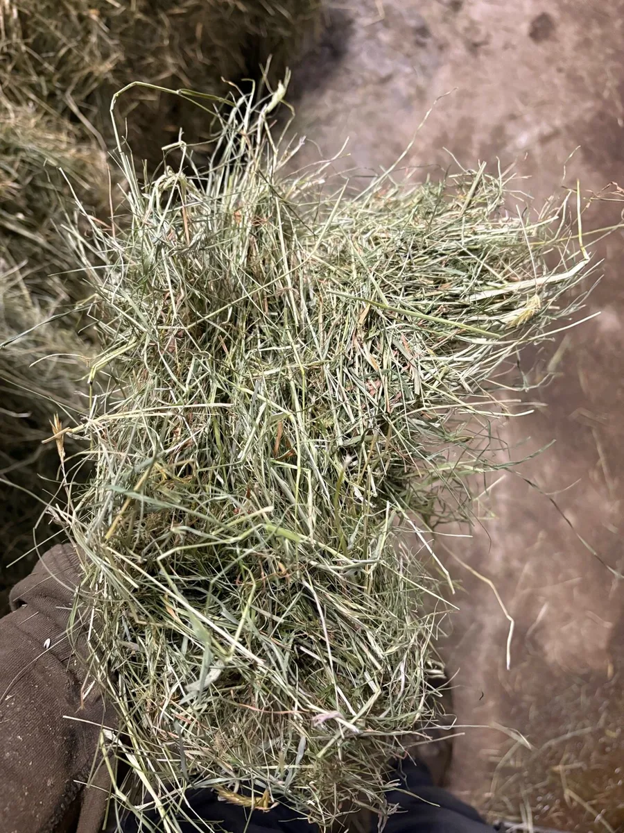 Top quality Hay - Image 2